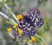 A picture of a butterfly